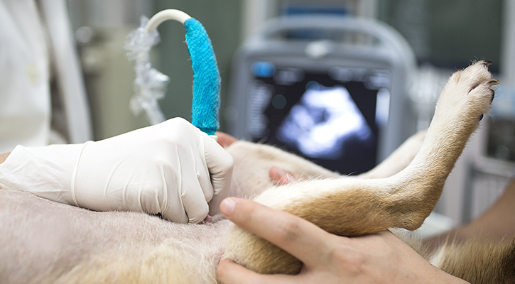 A dog being checked for pregnancy with a pet ultrasound at West Rome Animal Clinic