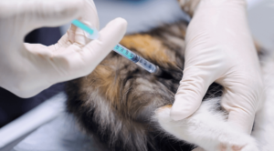 Cat getting a vaccine at an animal clinic in West Rome, GA
