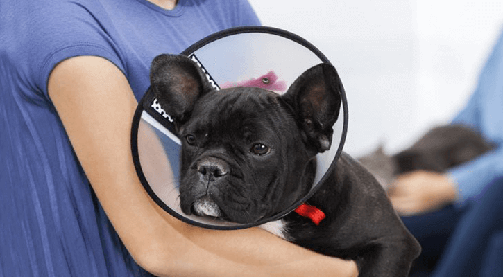 A dog with a cone around its head recovering from being spayed or neutered in West Rome, GA