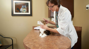 A cat being examined by a veterinarian to determine her nutritional needs