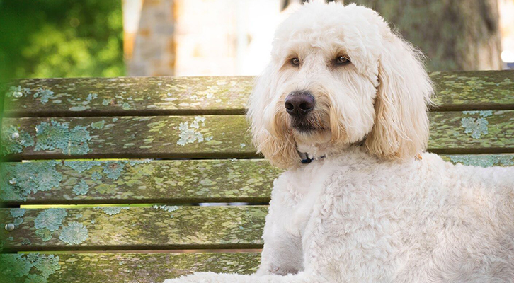 westromeanimalclinic_slider_v3 westromeanimalclinic_slider_v3