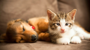 Puppy and Kitten Care