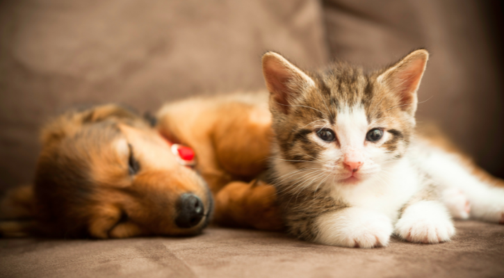 Puppy and Kitten Care