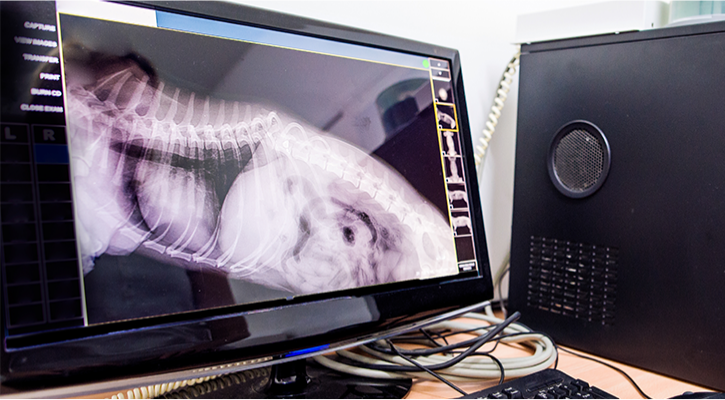Radiology and Ultrasonography